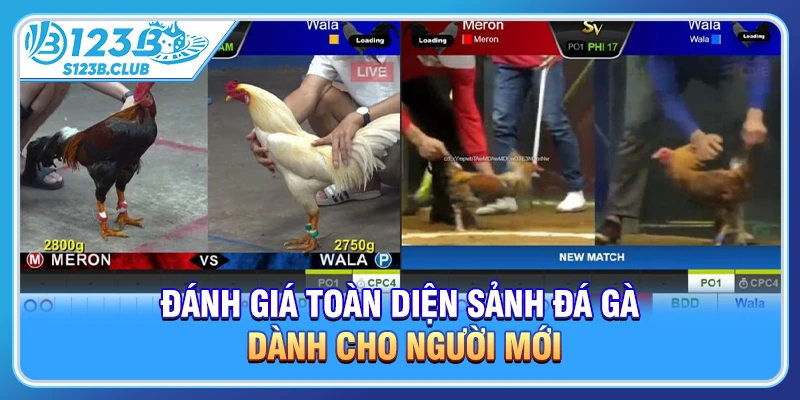 Đánh giá toàn diện sảnh đá gà dành cho người mới