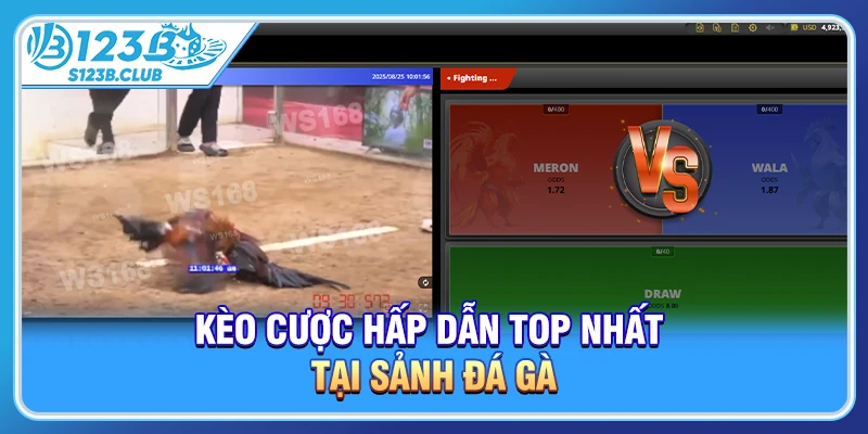 Kèo cược hấp dẫn TOP nhất tại sảnh đá gà