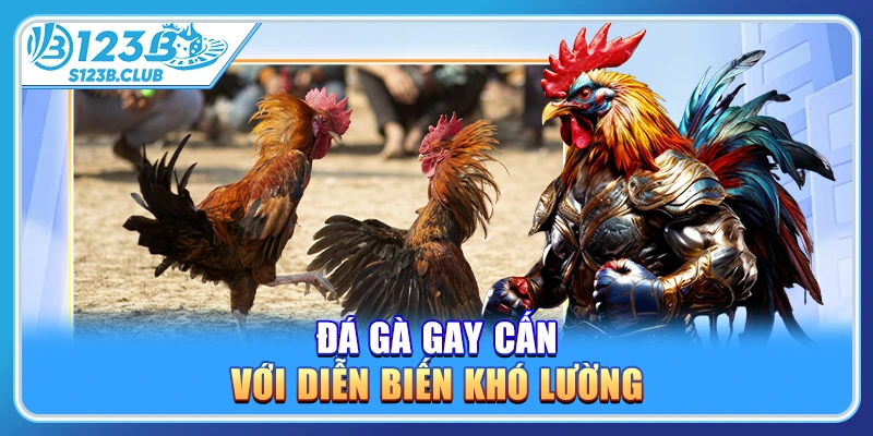Đá gà gay cấn với diễn biến khó lường
